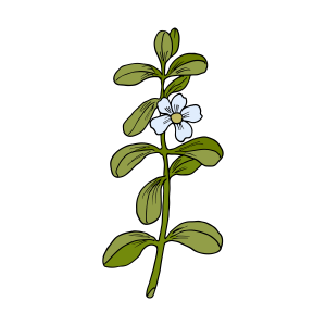 Bacopa icon