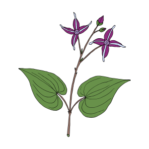 Epimedium icon