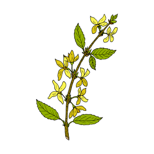 Forsythia icon