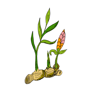 Ginger Root icon