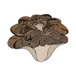 Maitake Mushroom icon