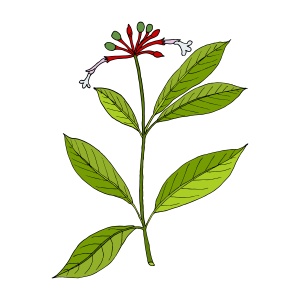 Snakeroot icon